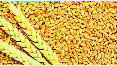 wheat prices