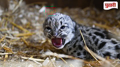  White Leopard | चक्क 'पांढऱ्या' रंगाचा बिबट्याचा बछडा आढळला; नाशिक वनविभागात पहिलीच नोंद