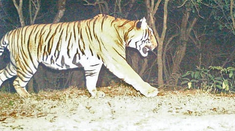 Sahyadri Tiger Reserve |