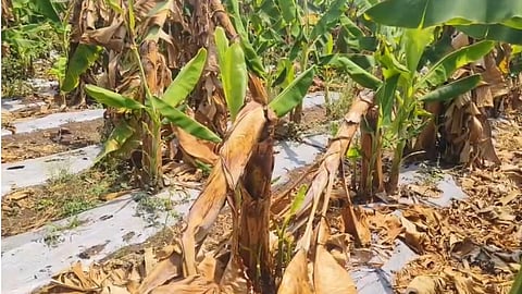 Banana Crop Damage Jalgaon