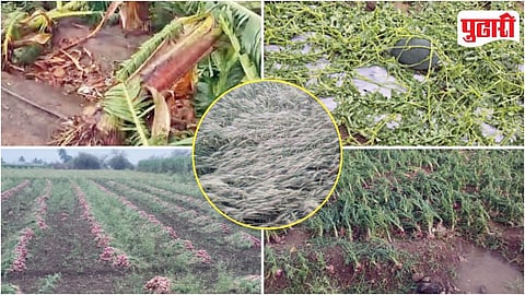 Unseasonal Rain Crop Damage
