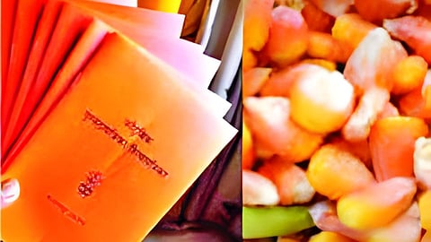 Ration maize distribution