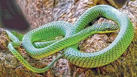 Cambodia caves biodiversity |