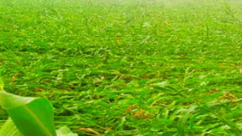 renapur unseasonal rain