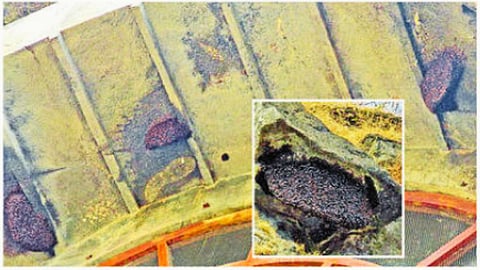 Honeybees Attack Again at Ajanta Caves
