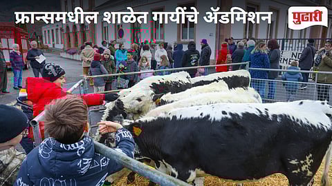 Cows Admission in school 