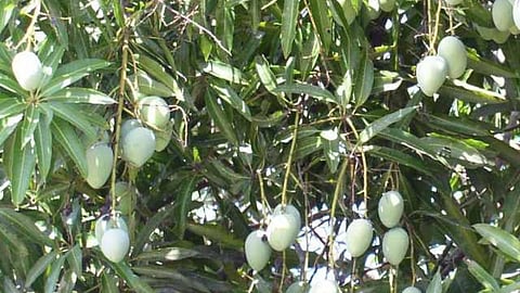 mango crop damage due to weather change