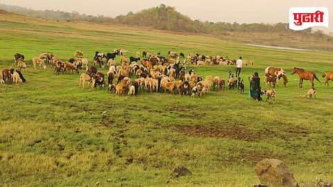 Murbad shepherd migration