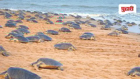 गाखवडी समुद्रात आत्तापर्यंत झेपावली ८९७ कासवांची पिल्ले!