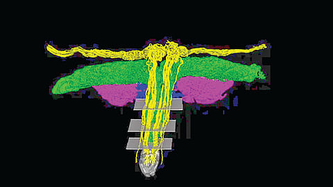 Female organ 3D imaging 