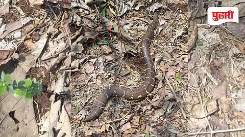 सावे येथे आढळला डुरक्या घोणस जातीचा साप