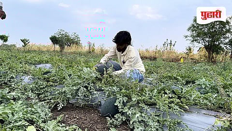 Beed news | जागतिक युद्धाची झळ अन् अवकाळीचा तडाखा, टरबूज उत्पादक शेतकरी संकटात