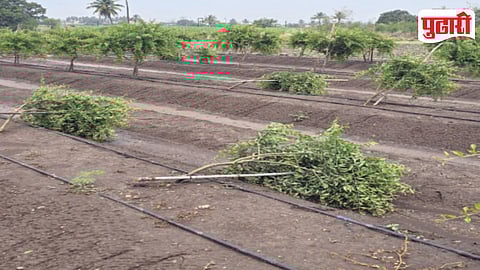 Unseasonal Rain Crop Damage