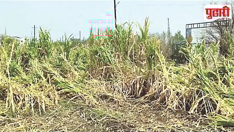 Dehuroad Crop Damage