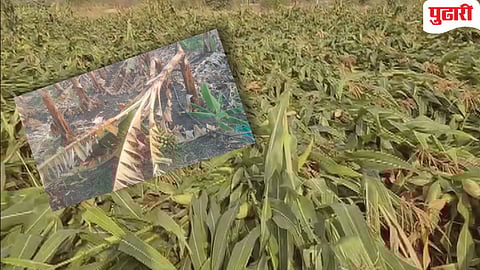 unseasonal rain maharashtra | अवकाळी पावसामुळे राज्‍यातील २९ जिल्ह्यांत 2 लाख हेक्टरवरील पिकांना फटका