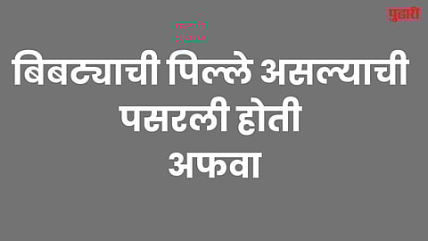 Two wildcat cubs found