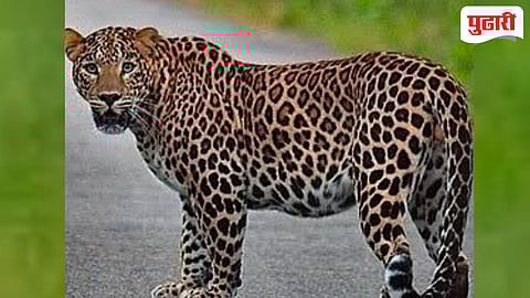 Raigad lepard attack| महाड तालुक्यात बिबट्याची दहशत; दोन जनावरे केली फस्त...