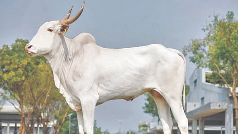 Kharsundi Chaitra Yatra