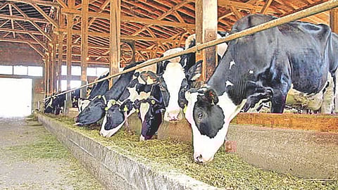 Sex sorted semen technology Bhokar