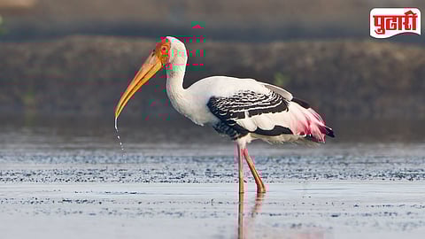 Painted stork