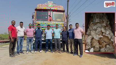 Illegal Cattle Transport