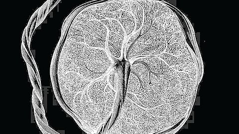 uterus mapping research | 