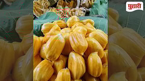 Jackfruit Price