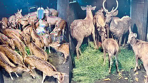 Sahyadri Tiger Reserve |