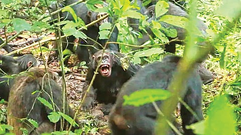Chimpanzee conflict Uganda |
