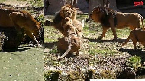 lioness lion fight save cub