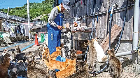 Cat Island Japan |