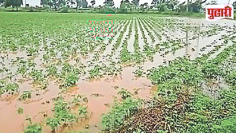 Shrirampur Unseasonal Rain Crop Damage