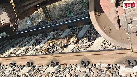 Ballarshah Kazipet Leopard Killed by Train
