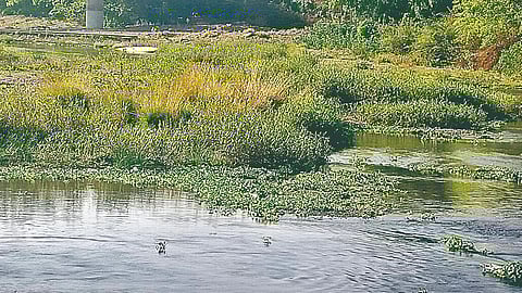 Krishna river pollution