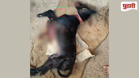 बिबट्याची दहशत ! कडवेत भरवस्तीत पाळीव कुत्र्याचा फडशा