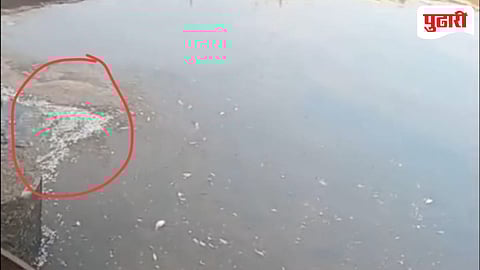 Kadvi River pollution| कडवी नदीपात्रात मृत मास्यांचा खच 