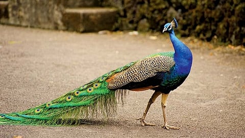 peacock
