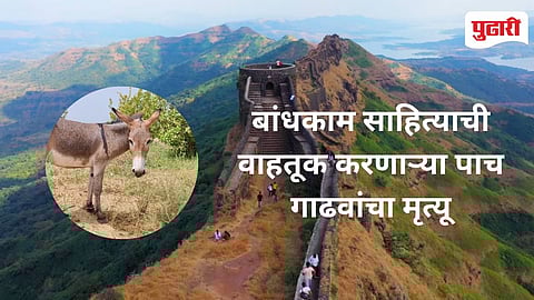Raigad Fort Donkey Death