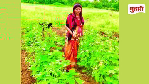 Jalna Pattern Seed Production 