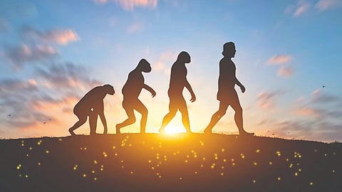Human evolution |
