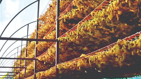 Solapur unseasonal rain