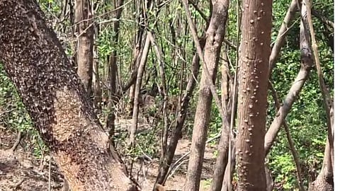 Herd of Gaurs Wreaks Havoc in Shiye Area