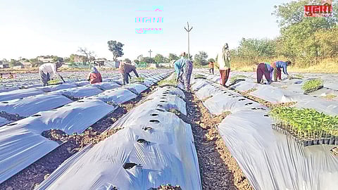 Jalna chilli cultivation