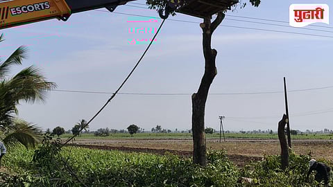 कृष्णा जलवाहिनीसाठी जुन्या २१ झाडांची कत्तल