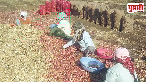 Maharashtra Onion Price Crash
