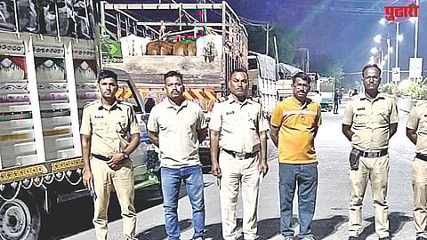 Selu cattle rescue illegal transport case