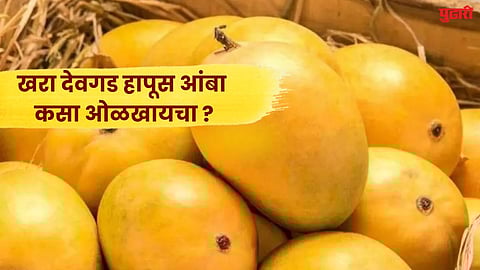 How to identify an authentic Devgad Hapus mango?
