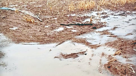 Solapur unseasonal rain