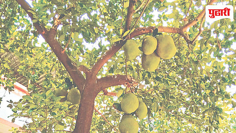 Jackfruit Trees