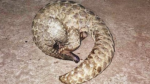 Rare Pangolin